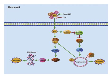 Schematic Illustration Of The Potential Underlying Mechanism