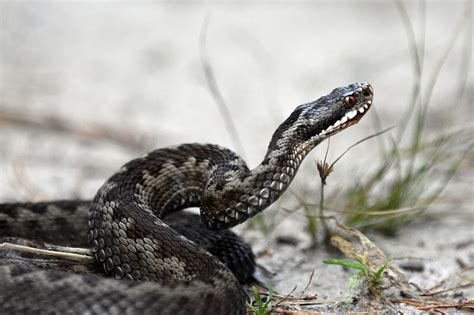 Sennik Mija Znaczenie Snu Co Oznacza Mija We Nie