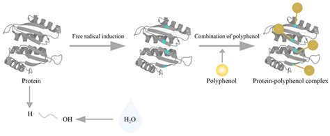 Schematic Diagram Of Proteinpolyphenol Complex Synthesis By Redox