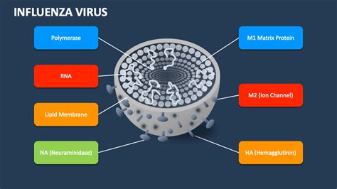 Influenza Virus Powerpoint Presentation Slides Ppt Template