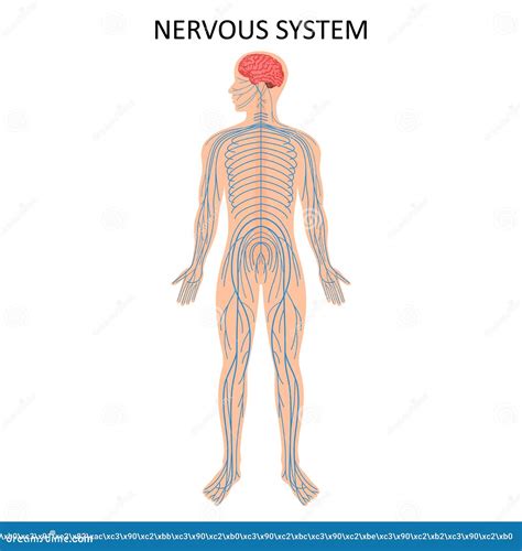 Humant Nervsystem Diagram över Medicinsk Utbildning För Biologi För