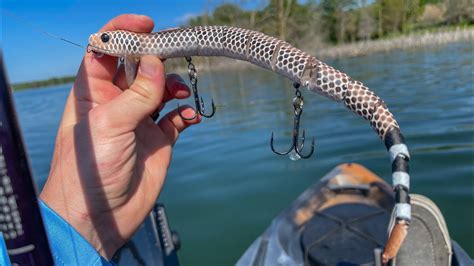 Big Snake Fishing Lure Challenge Bass Manager The Best Bass