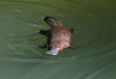 How platypus milk could save lives | House Call Doctor