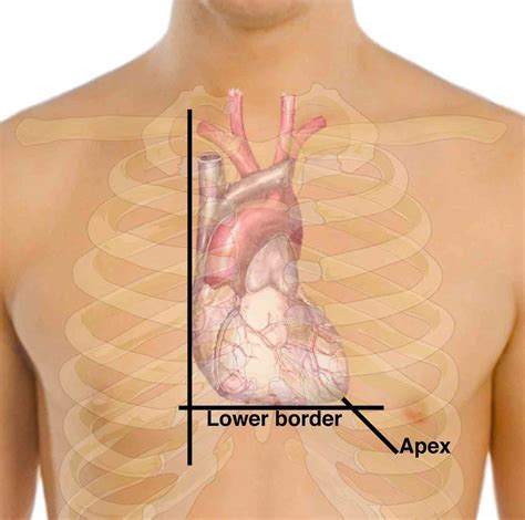 Heart Where Is It Located In The Chest | MedicineBTG.com