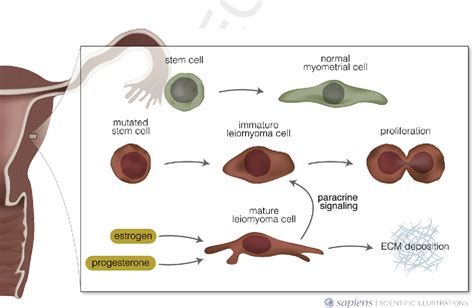 Figure 1 From Hormones And Pathogenesis Of Uterine Fibroids Semantic Scholar