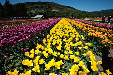 Canada Abbotsford Bloom Tulip Festival