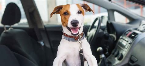 Cómo transportar a tu mascota en el auto Corredora Generación