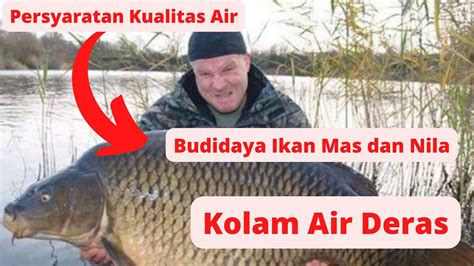 Budidaya Ikan Mas Dan Nila Di Kolam Air Deras Produksi 2 5 Ton Per Kolam Youtube