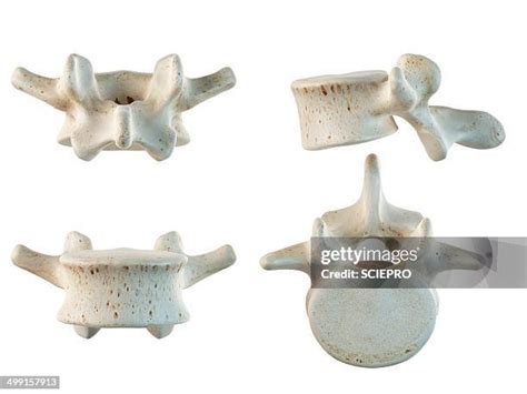 Human Vertebra Photos And Premium High Res Pictures Getty Images