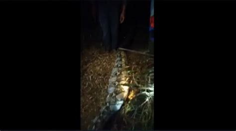 Mangsa 3 Kambing Ternak Ular Piton 8 Meter Di Muarojambi Ditangkap Warga