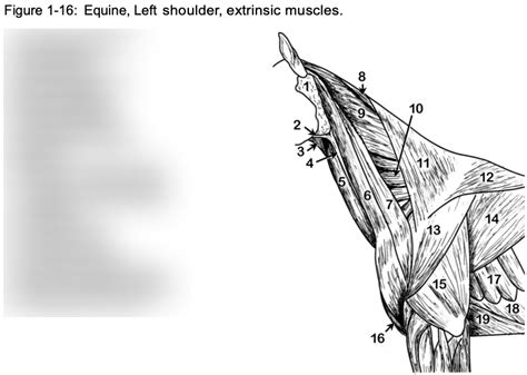 La Anatomy Neck Shoulder Muscles Equine Diagram Quizlet