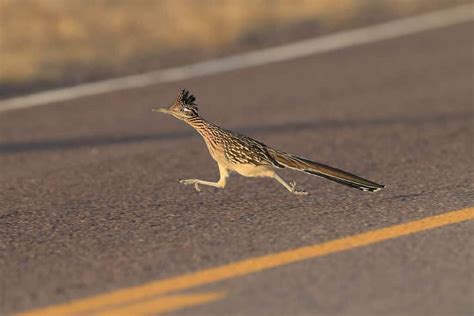 How Fast Do Roadrunners Run? Can They Also Fly? - A-Z Animals