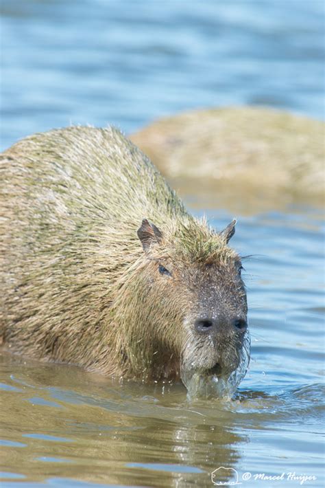 Marcel Huijser Photography Brazilian Wildlife Capybara Hydrochoerus