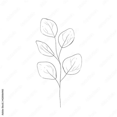 Botanical illustration of plants. Vector black and white illustration. Leaves and plants ...