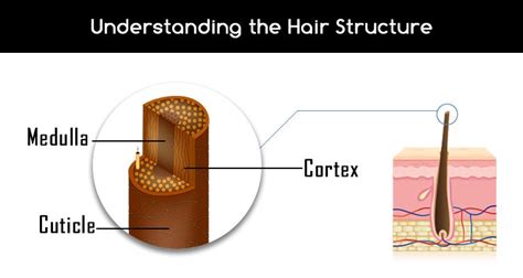 Whats Your Hair Made Up Of Understand Hair Structure And Composition