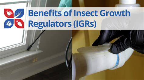 Benefits Of Using Insect Growth Regulators DoMyOwn YouTube