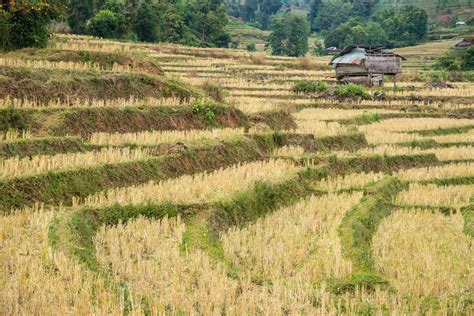 A Cottage On The Dried Terrace Rice Field Chiangmai Thailand 14675880