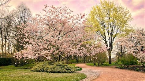 Flores De Cerejeira Em Berlim Na Primavera As Cerejeiras Florescem Em