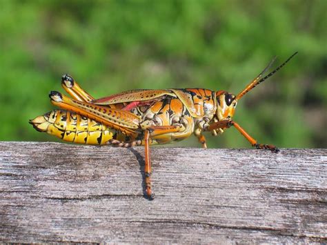 Tsammalex - Caelifera (grasshoppers and locusts)