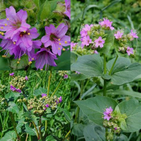 seeds  planting mirabilis nyctaginea seeds wild  oclock