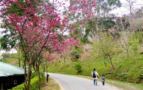 東勢林場 東勢區 台中市 台灣旅遊資訊 旅遊導覽 TravelKing旅遊王