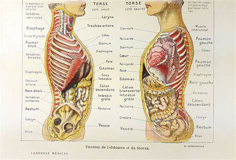 Buik Spijsvertering Organen Maag Anatomie Woordenboek Etsy