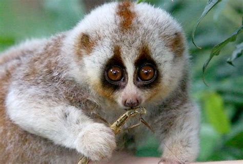 Bengal Slow Loris Facts And Information Primates Park