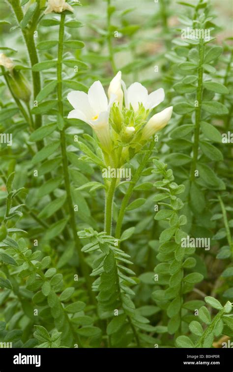 Jacob Ladders Hi Res Stock Photography And Images Alamy