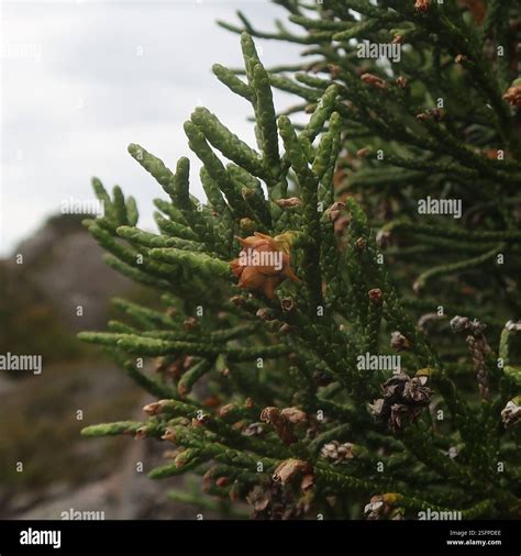 pencil pine (Athrotaxis cupressoides), Plantae, Westons Lake, Great ...