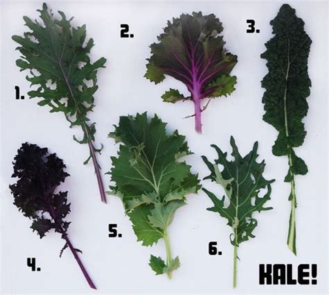 Types Of Kale - Vegetable