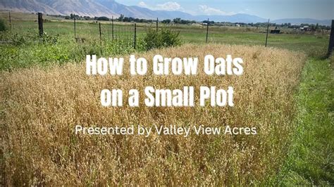 How To Grow And Harvest Oats On A Small Plot Youtube