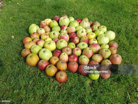 Old Apple Varieties Stock Photo - Download Image Now - Ancient, Apple ...