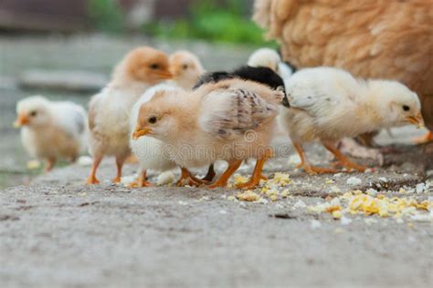 Ci Rrese Encima De Los Polluelos Amarillos En El Piso Peque Os Pollos