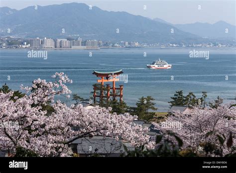 Torii of Itsukushima Shrine and Cherry Blossoms, Hatsukaichi, Hiroshima ...