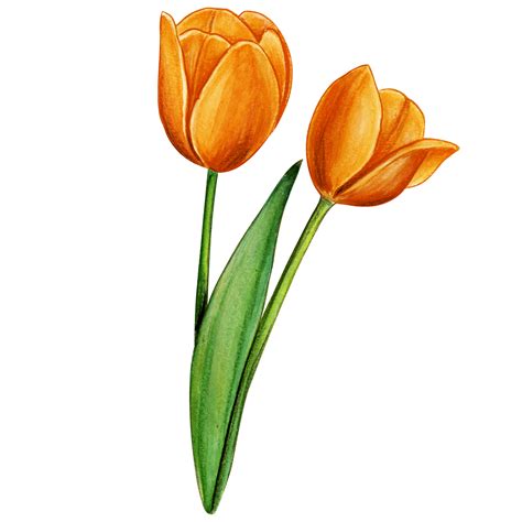 Free Watercolor Hand Drawn Colorful Tulip Png With Transparent