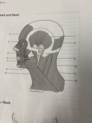 Muscles Of Head And Neck And Muscles Of The Anterior Neck Flashcards