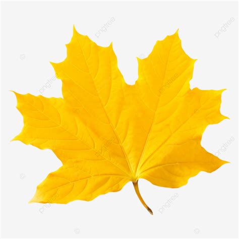 Maple Leaves Autumn Yellow Realistic Maple Leaf Autumn Fallen Leaves