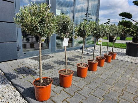 Oliwka Europejska Drzewo Oliwne Olea Europea Bonsai Drzewko Oliwki