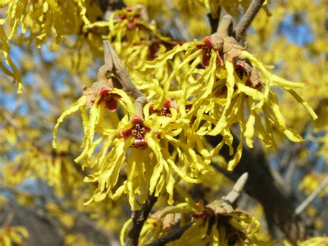 Hamamelis X Intermedia Rehder