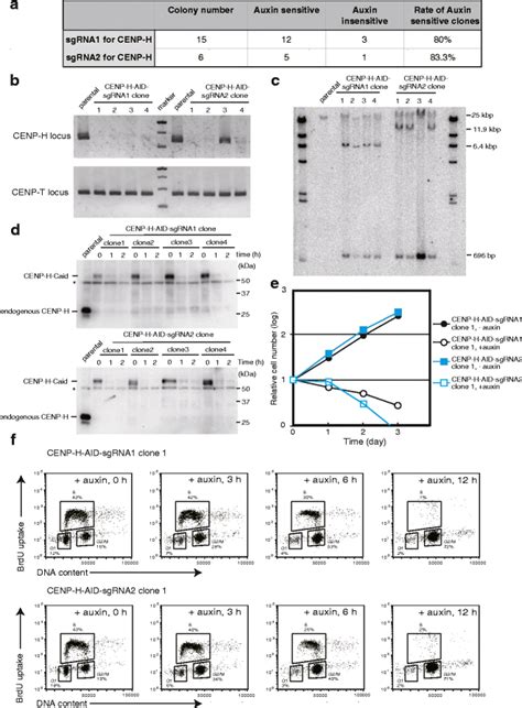 Generation Of Aid Based Conditional Knockout Cell Lines For Cenp H A