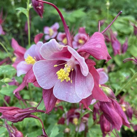 Aquilegia Cardinal Midwest Groundcovers Llc