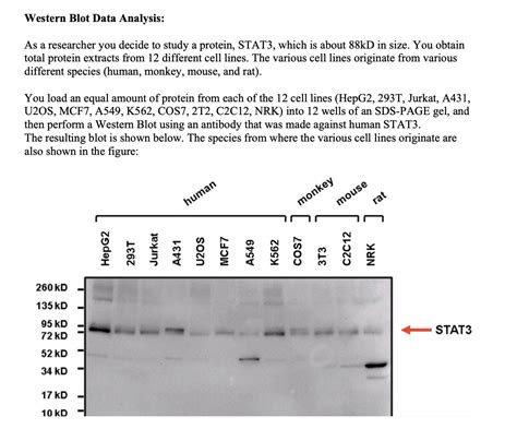 Solved Western Blot Data Analysis As A Researcher You