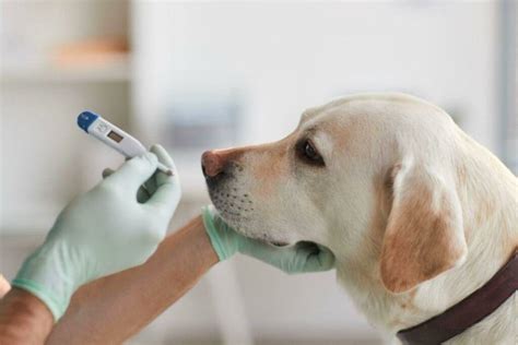 Temperatura corporal normal del perro rango medición y seguimiento