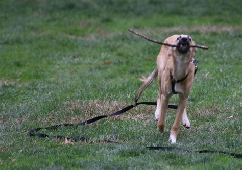 Photos: Dog play at the Senate House – Daily Freeman