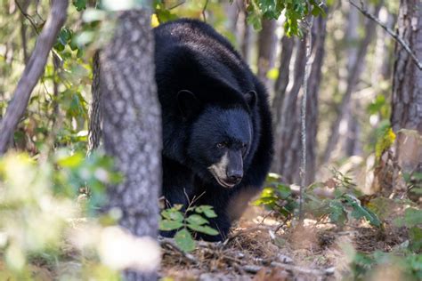 Species Information - Turpentine Creek Wildlife Refuge