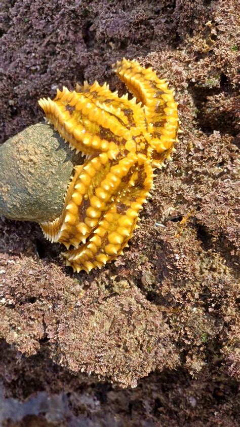 Coastwatch Visita à Praia das Avencas Agrupamento de Escolas de Parede