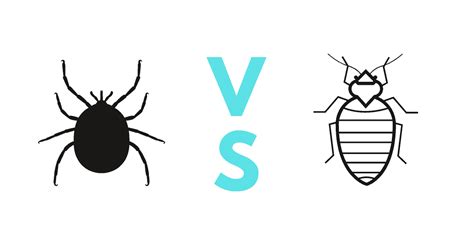 Tick vs Bed Bug: A Guide with Photos