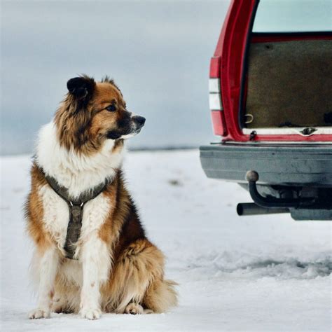 Why dogs love Volvo station wagons – The Volvo 240 Classic Page