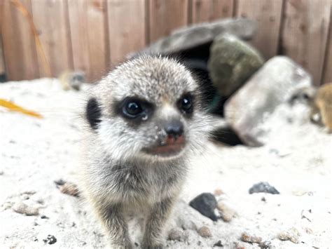 Rapper's delight - welcome to our new meerkat pups - Blair Drummond ...