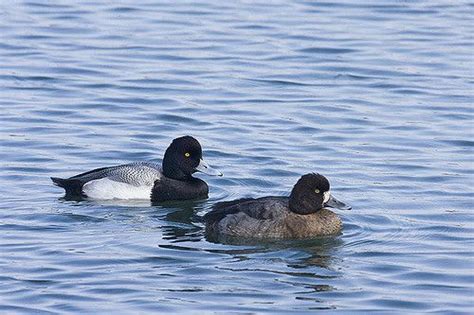 Lesser Scaup Pair Bird Carving Duck Hunting Coastal Bay